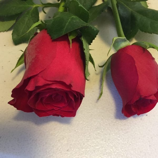 12 Ever Red Roses in a Box – Valentine’s Day  Special - Image 3