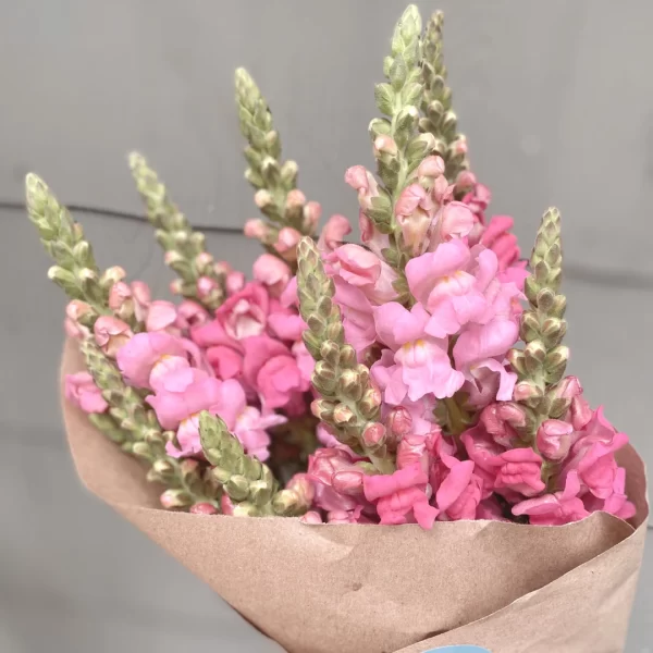 Snap Dragon Bouquet